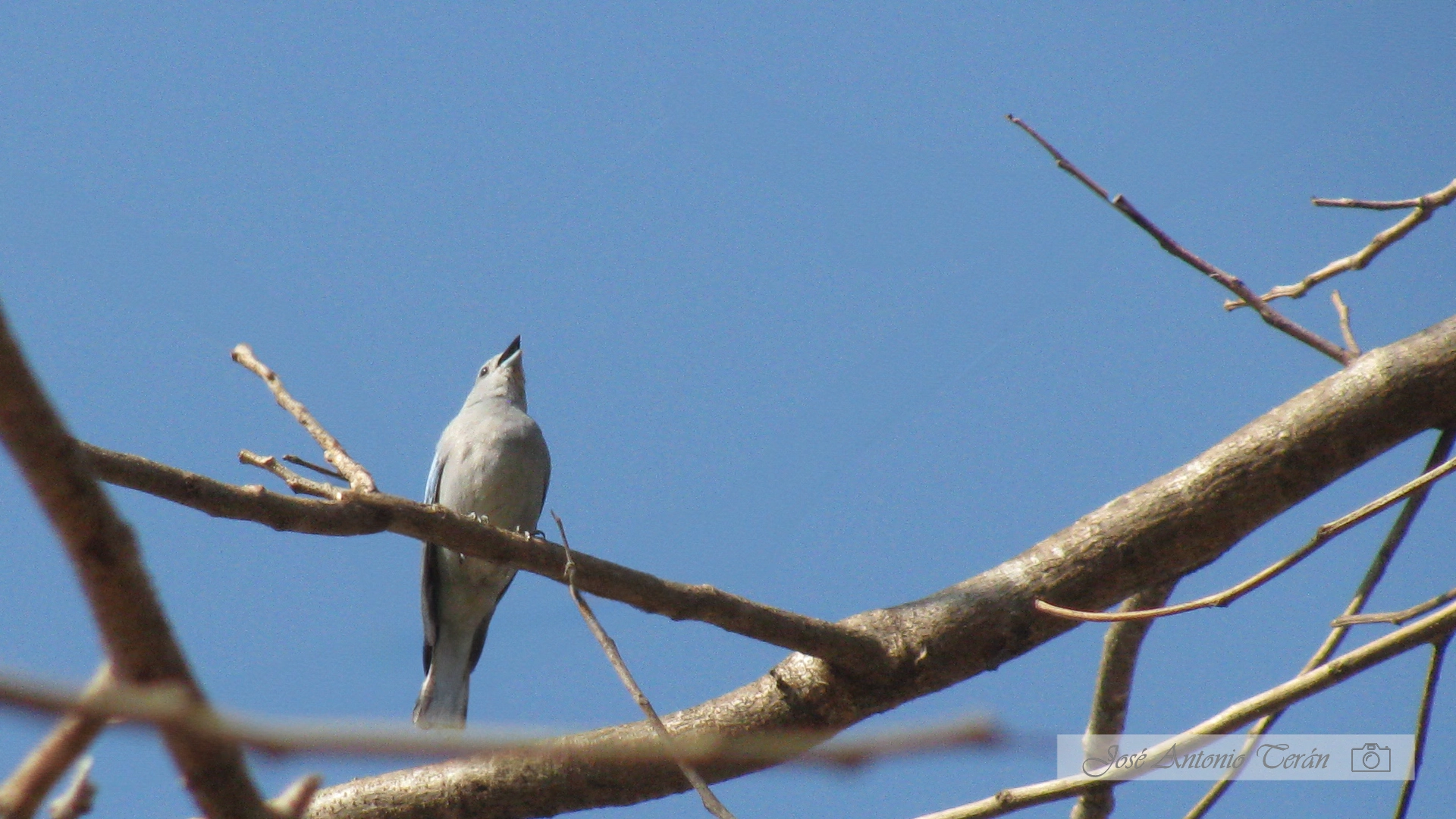 Fotografía Artítstica: Cantando a la naturaleza, San Javier - Santa Cruz (Antonio Terán - 2012)