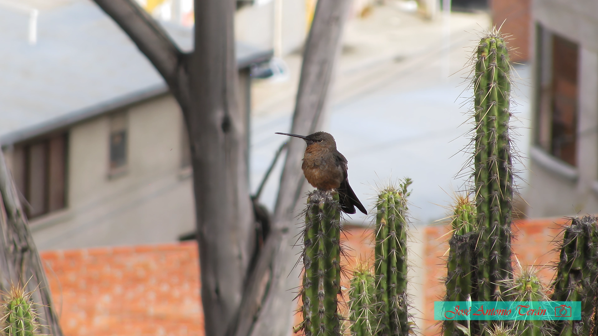 Fotografía de aves (Antonio Terán - 2023)